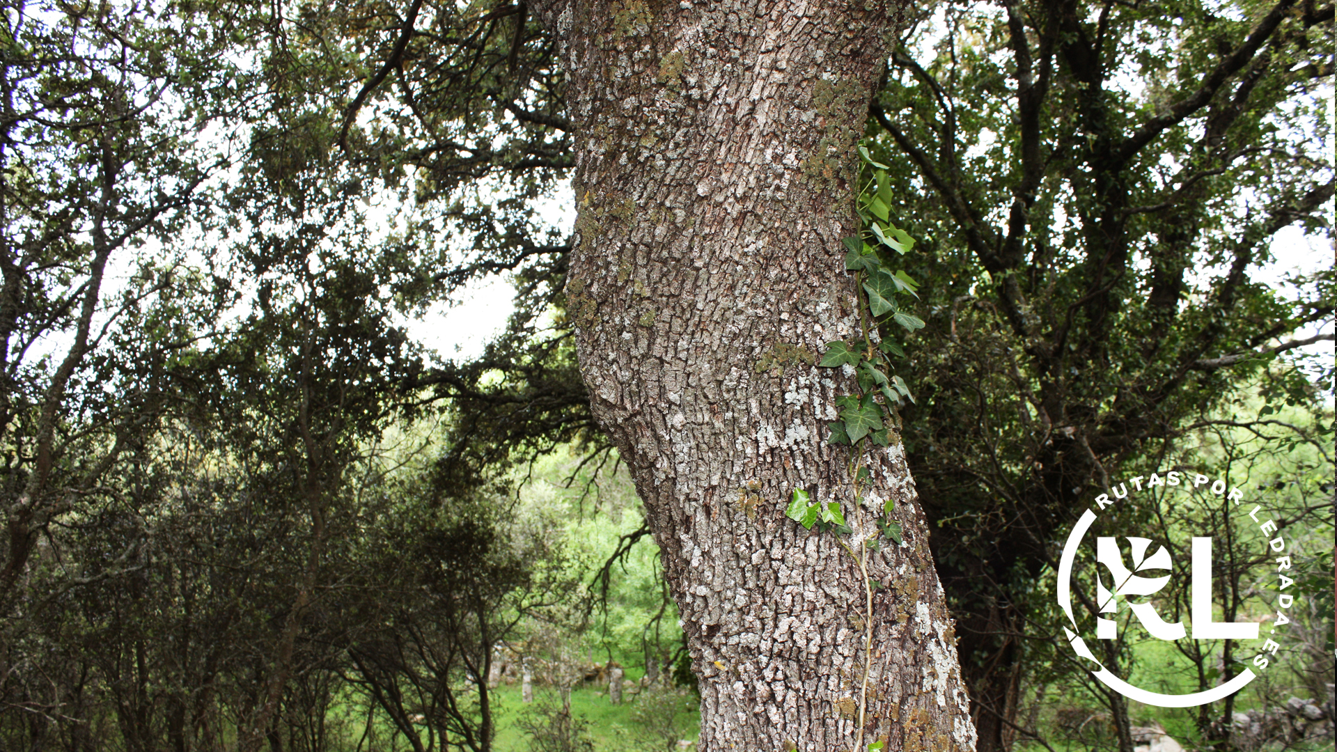 loshermanitos_galeria08